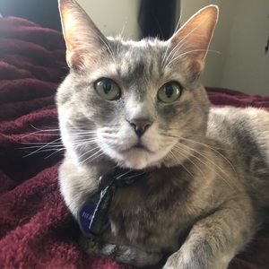 Meet your Posher, Cosmo